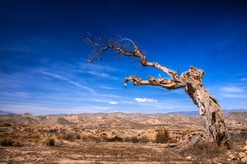 Parched tree in the desert landscape