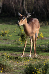 Impala
