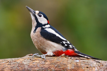 Obraz premium Great Spotted Woodpecker on a tree