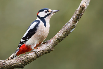 Great Spotted Woodpecker on a tree