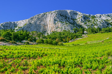 Vineyards,southern coast of Hvar island,Sveta Nedjelja,Croatia