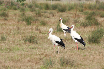 three storks perched on the ground, in the field