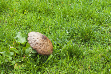 big mushroom among the green grass