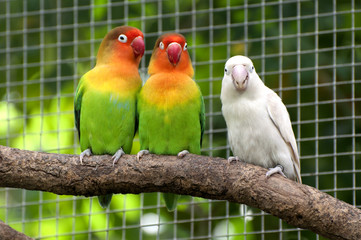 Three lovebirds birds on a branch, green and white colored