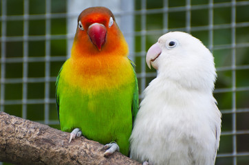 Two lovebirds birds on a branch, green and white colored