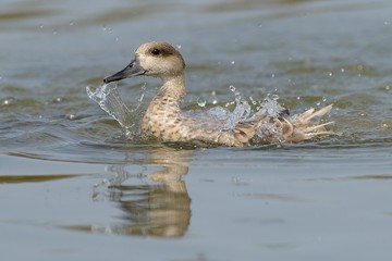 Anatra Marmorizzata
