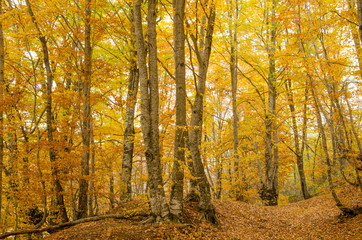 Forest in the autumn