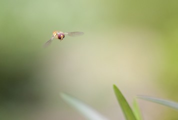 Flying bee