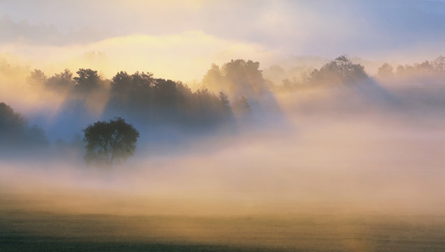 Fototapeta Autumn Mist, trees are wet, damp fog of forest
