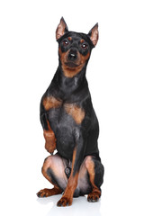 Miniature Pinscher dog