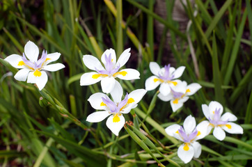 Fortnight Lily, Dietes iridioides