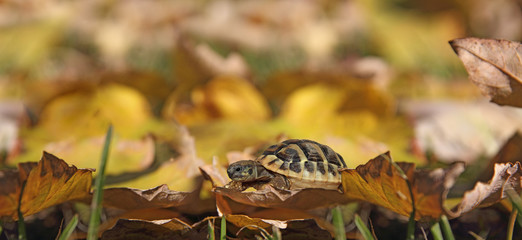 Turtle on leaves