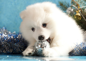 Spitz puppy plays with a saucy Christmas ball