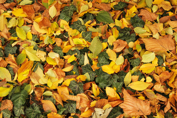 Herbst