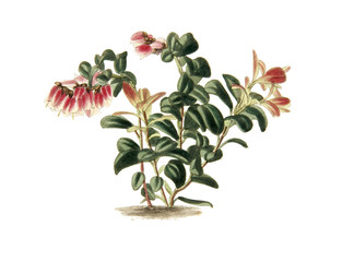 Color illustration of flowers in watercolor paintings