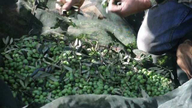 raccolta delle olive