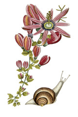 Color illustration of flowers in watercolor paintings