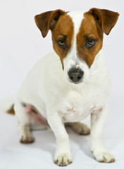 Portrait Jack-Russel-Terrier