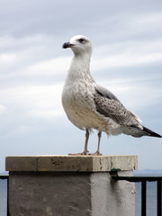 Gabbiano