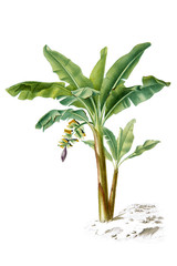 Color illustration of flowers in watercolor paintings