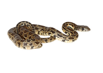 horseshoe snake