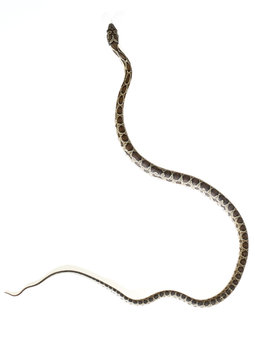 horseshoe snake
