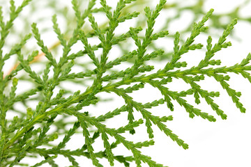 thuja on white background. macro