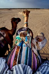 Fotobehang Tunesië saddle in sahara