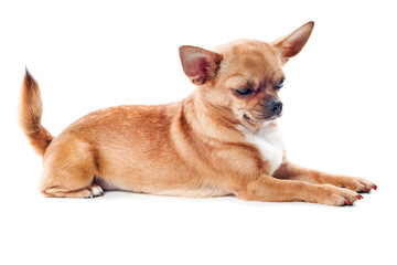 red chihuahua dog isolated on white background