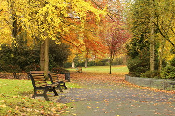 Parc d'automne. Feuillage jaunes et oranges . Chute de feuilles.  Valenciennes France.