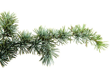 christmas branch