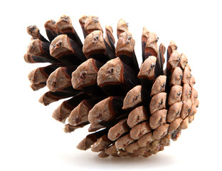 pine cones