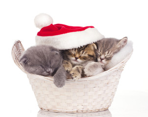 Three cats sleeping on christmas