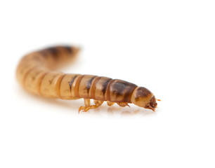 worm on white background. macro