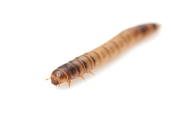 worm on white background. macro