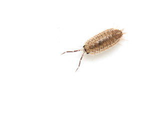 woodlouse on a white background. macro