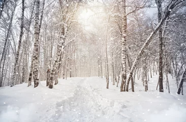 Gardinen Winter birchwood © pikoso.kz