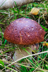 Boletus edulis