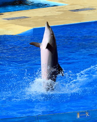 Performance of dolphin
