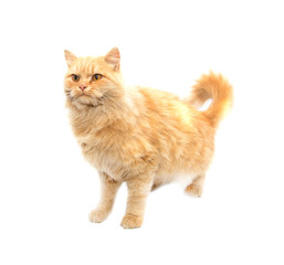 Portrait of a red cat on a white background