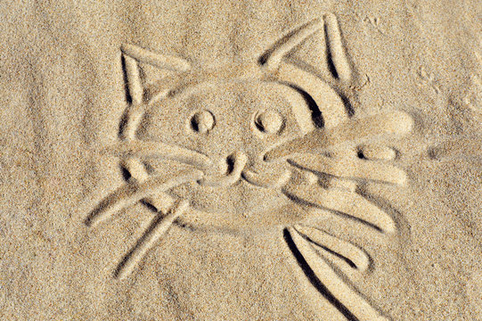 kitten face on beach sand