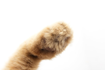 cat paw