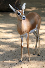 Gazelle (Gazella dorkas)