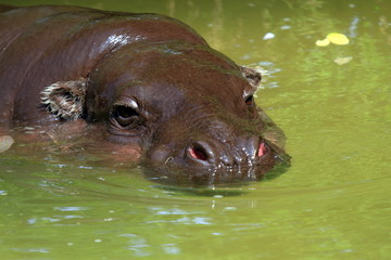 (Hippopotamus amphibius), Hippopotamus