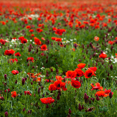 Fototapeta premium maki toskańskie