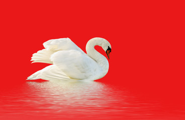 White swan.