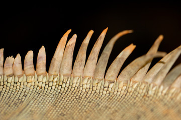 spikes iguanas
