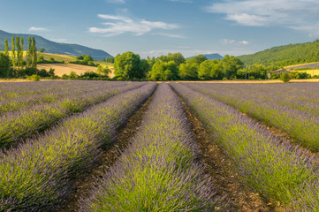 Fototapeta na wymiar Lavender Field, Provence, Francja
