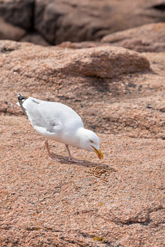 Eating White Seagull