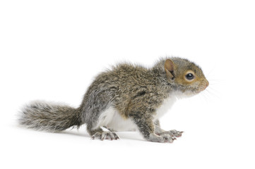 Young Gray Squirrel © Eastman Arts